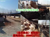 華龍區與濮陽縣小牛犢市場概覽 價格、供應商及養殖指南